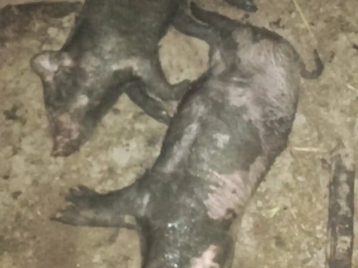 Fue a robar lechones a un campo junto a su hijo de 7 años y lo detuvieron 