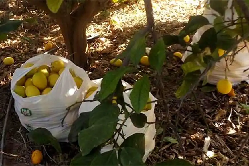 Insólito: estuvo detenido 20 días por robar limones de un patio