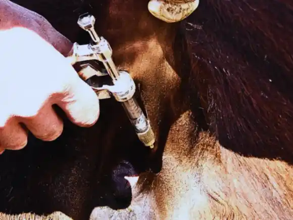 Expertos explican cómo detectar animales infectados con tuberculosis que suelen pasar inadvertidos