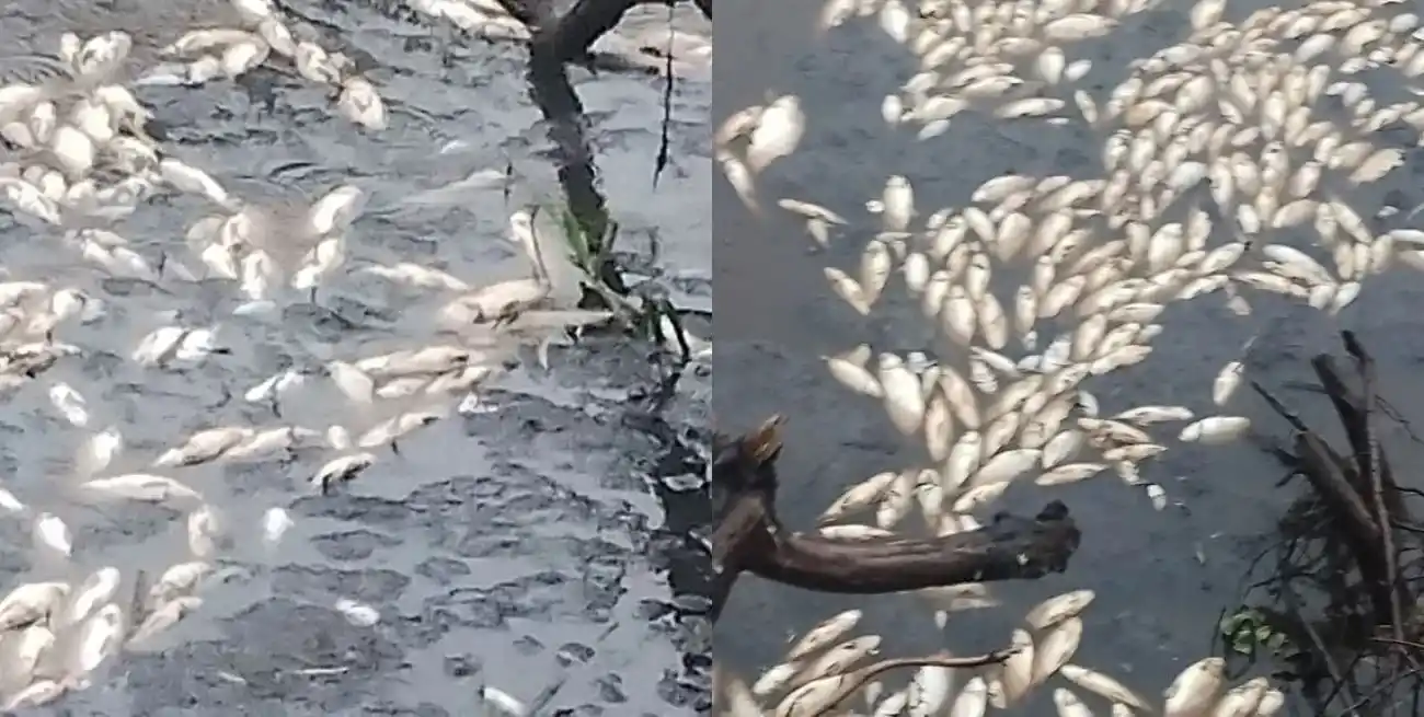 Preocupa la mortandad de peces en el arroyo El Rey