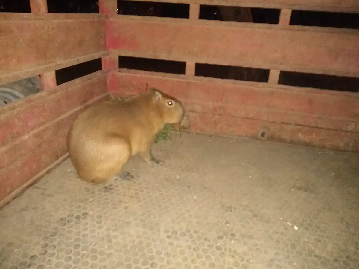 Rescataron a un carpincho que iba de casa en casa en La Paquita