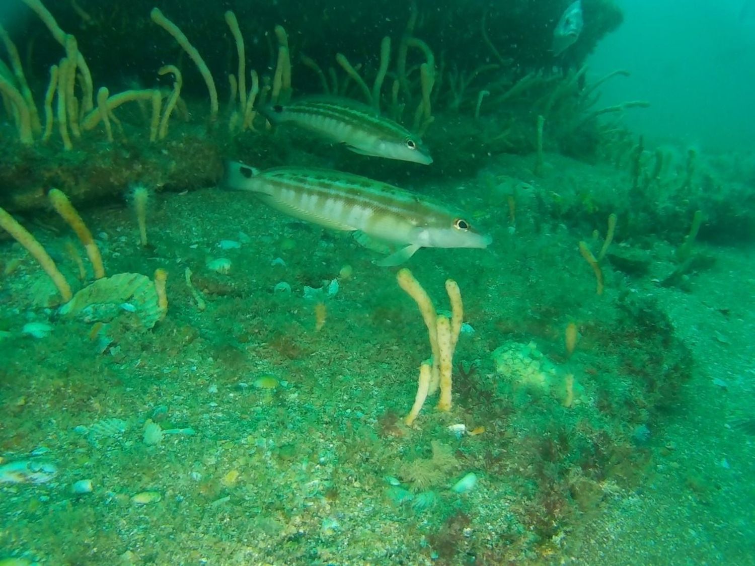 Investigadores de la UNMDP descubrieron un jardín de corales en Mar del Plata