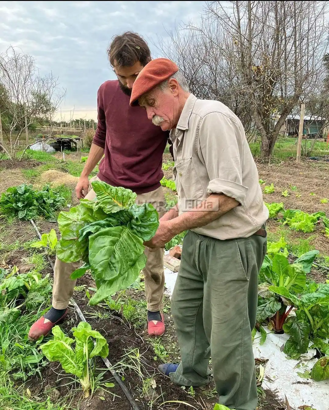 alimentos agroecológicos - 6