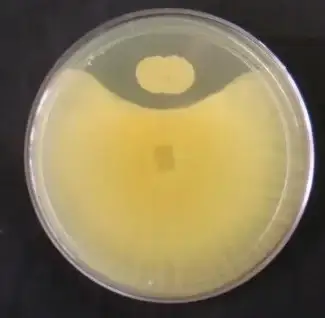 fusarium fauba slt - 1