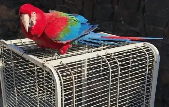 El sindicalista Balcedo tenía un zoo con animales exóticos en su chacra 
