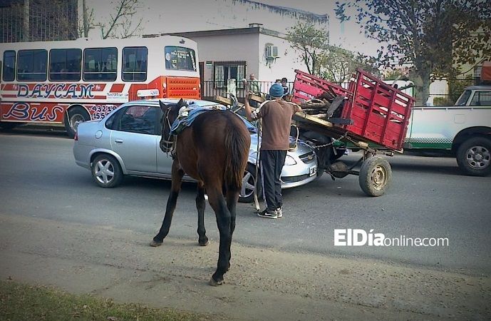 Periodistas por ElDía: Caballo se soltó del carro y generó un choque 