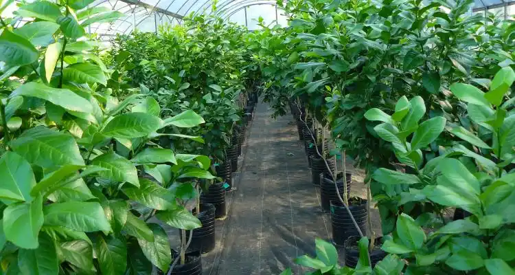 Presentan software que permite calcular costos por especie producida en viveros