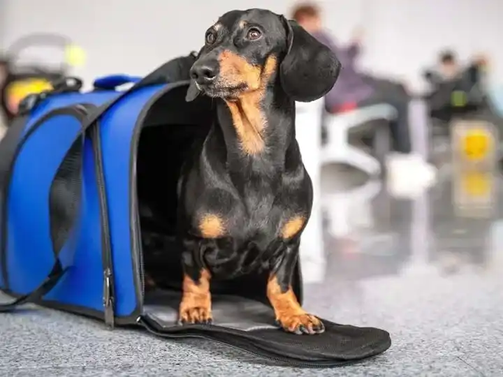 Flecha Bus, Pionera en Argentina: Mascotas a Bordo para la "Familia Ampliada" en Vacaciones