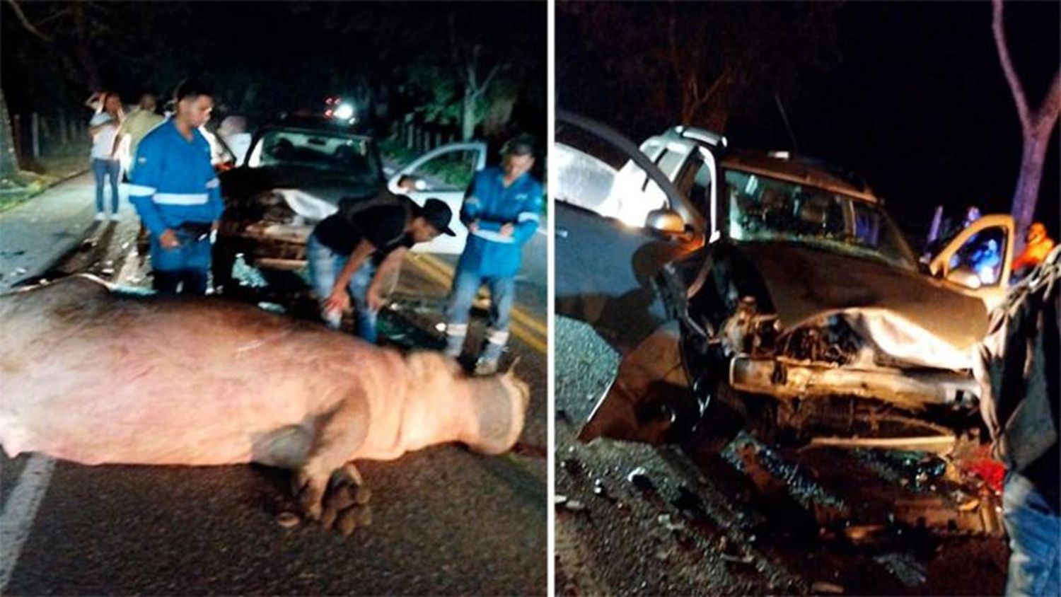 Chocó en plena ruta contra un hipopótamo que era de Pablo Escobar