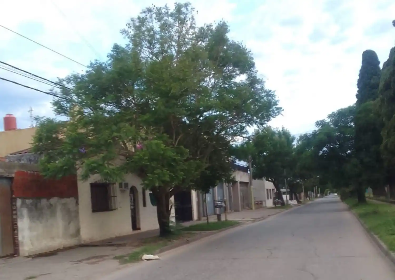 El jacarandá favorito de Totó: "Lo planté hace más de 20 años"