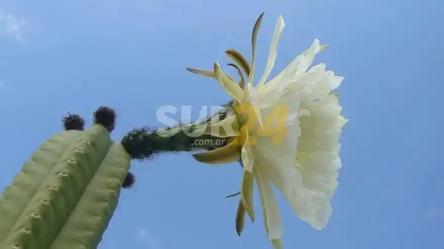 Allanan viveros por la supuesta venta de un cactus alucinógeno ilegal