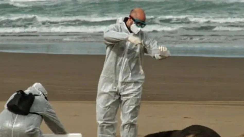 Fauna Marina: "los lobos marinos de Necochea murieron por gripe aviar"