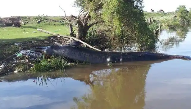 Encontraron una ballena muerta en la costa del Río de la Plata