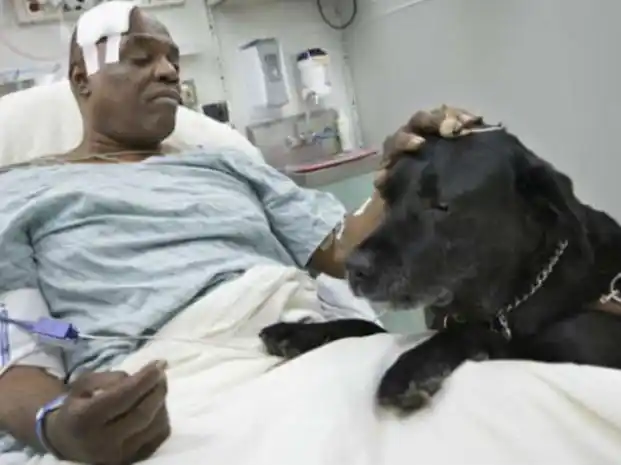 Un perro saltó a las vías del subte de Nueva York para ayudar a su amo ciego