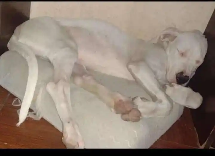 Buscan dogo cachorro perdido: ofrecen recompensa