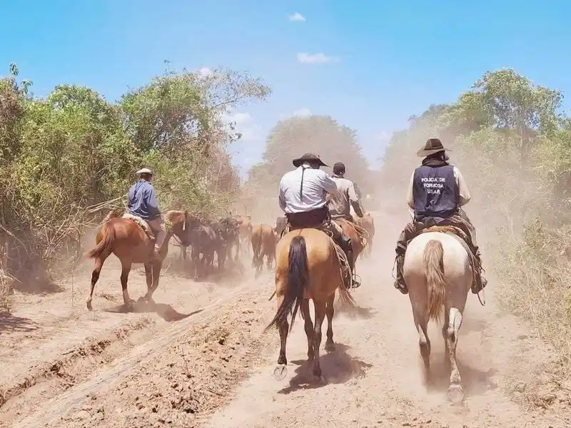 En distintos procedimientos la Policía
recuperó vacunos y detuvo a un abigeo