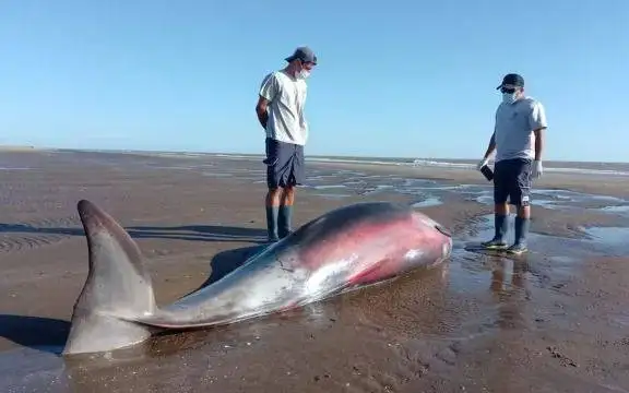 Un zifio fue hallado sin vida en San Clemente del Tuyú