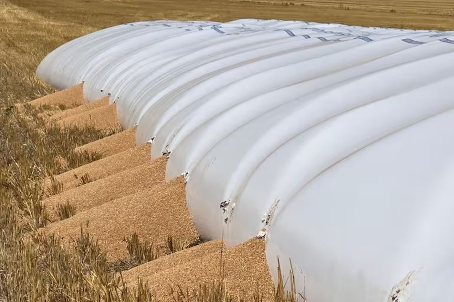 Ni la sequía ni la tormenta, el drama del ataque de los jabalíes: un productor de Tandil perdió 240 toneladas de trigo