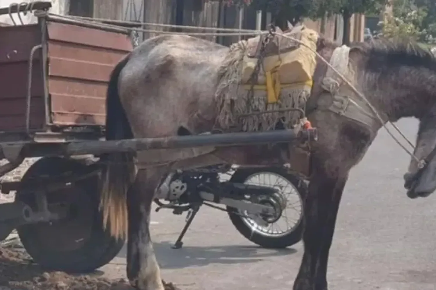 El municipio denunció un posible caso de maltrato animal y accionó conforme a la ley