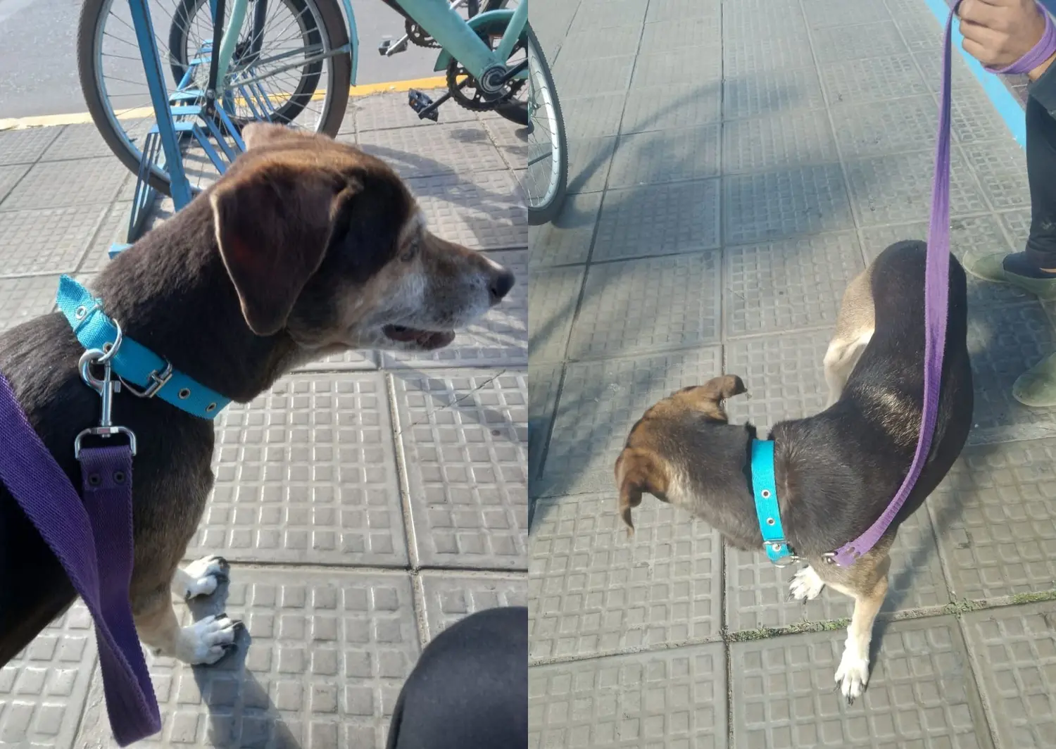 Encontraron un perro afuera del Banco Provincia