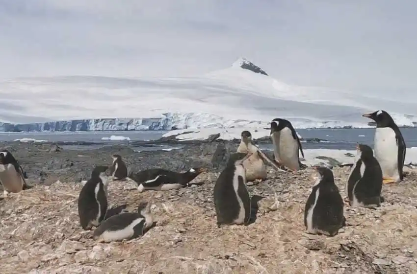 Reportan cambios drásticos en la Antártida por una ola de calor