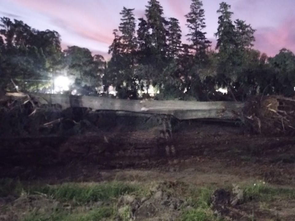 Los pinos que fueron extraídos del Parque Municipal.