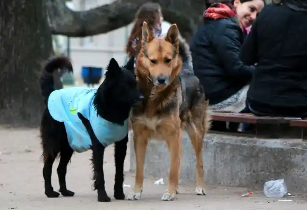 Amor que abriga: vistió con chalecos a los perros callejeros