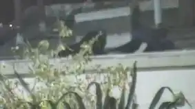 Captura de video de cámara de seguridad del domo que permitió detectar a los sospechosos.