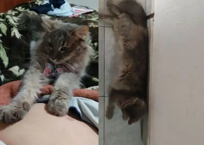 Buscan a Lisa en Salta al 2200