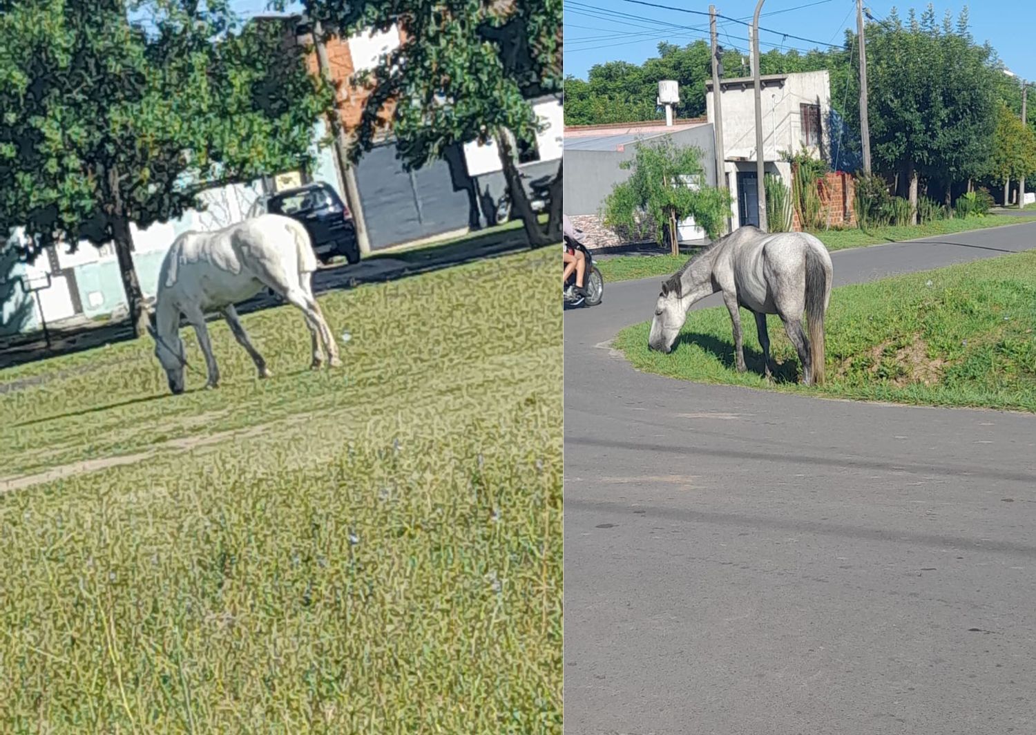 Caballos sueltos: "Todos los días lo mismo"