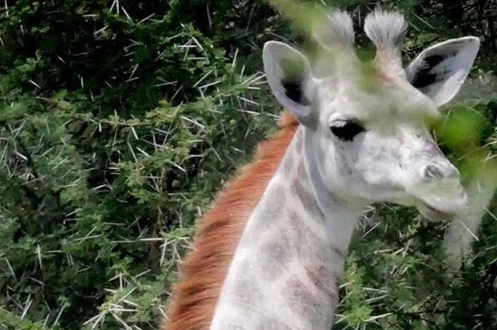 El animal posee una condición genética llamada leucismo