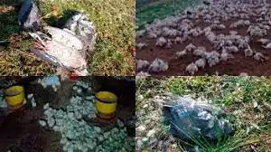 Mortandad de pájaros y pollos, otra triste postal por consecuencias del temporal