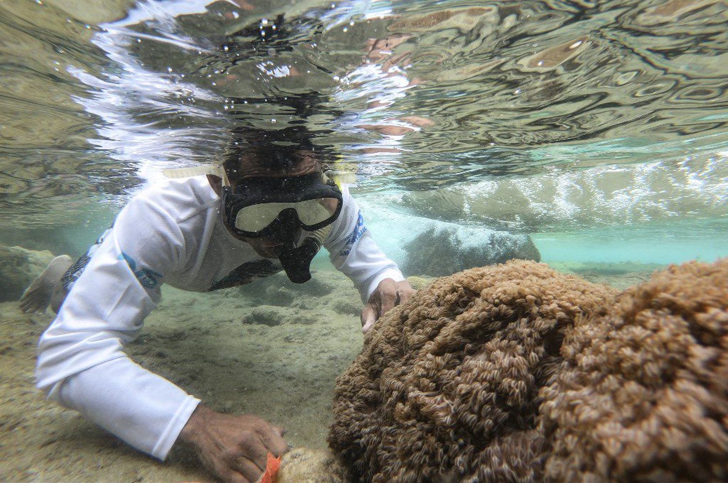 CORAL INVASOR pone en peligro el medio ambiente de los ARRECIFES en Venezuela