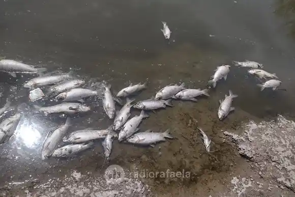 Volvieron a aparecer peces muertos en el curso de agua del Arroyo Cululú: “Hay volcamientos de atmosféricos clandestinos”