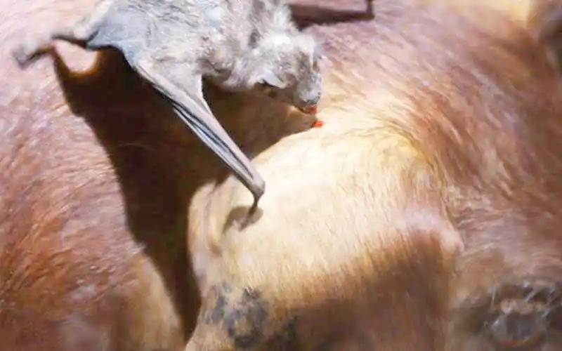 Medidas sanitarias por un brote de rabia paresiante en Las Lomitas