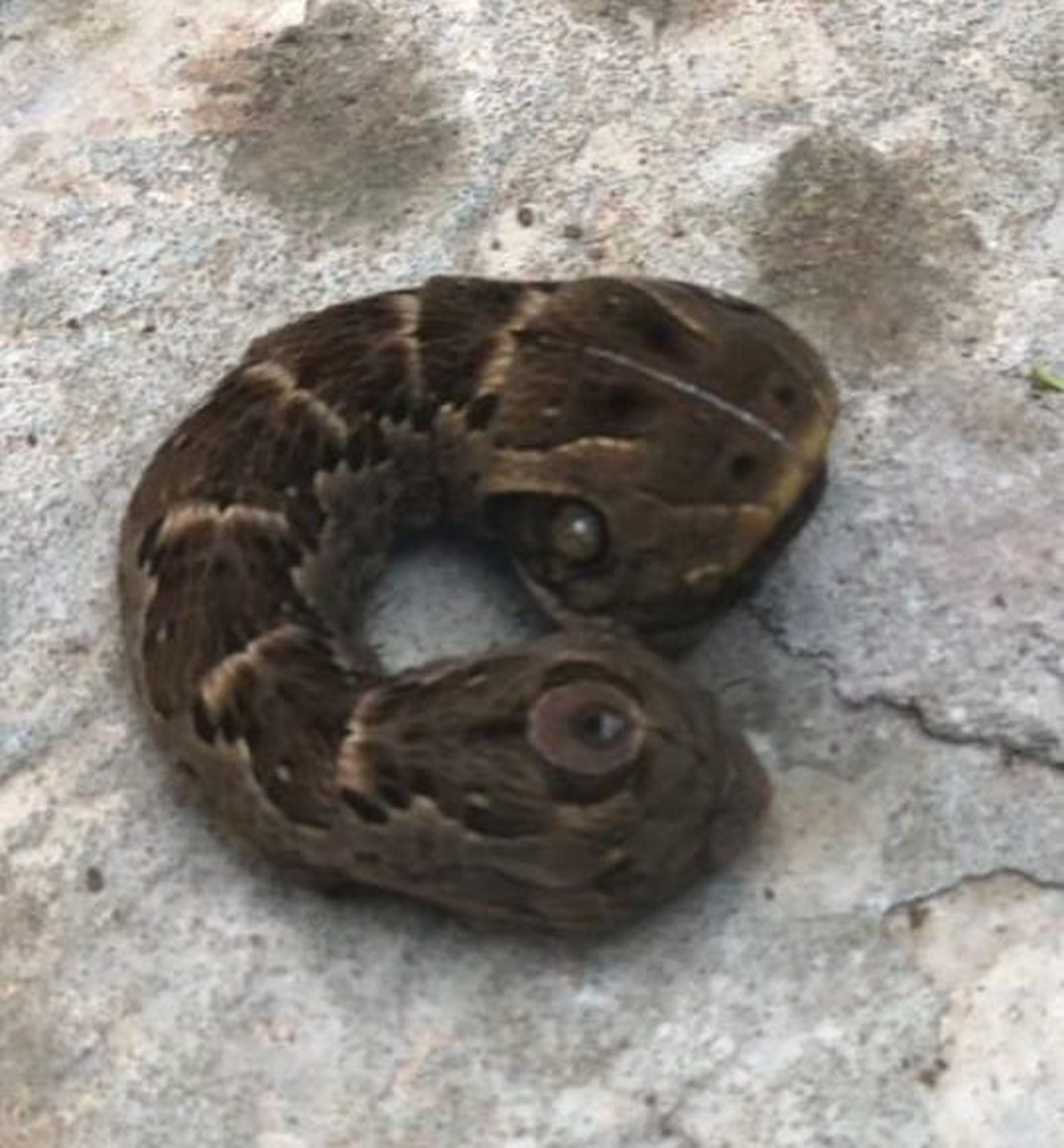 Hallaron una oruga que se camufla como serpiente