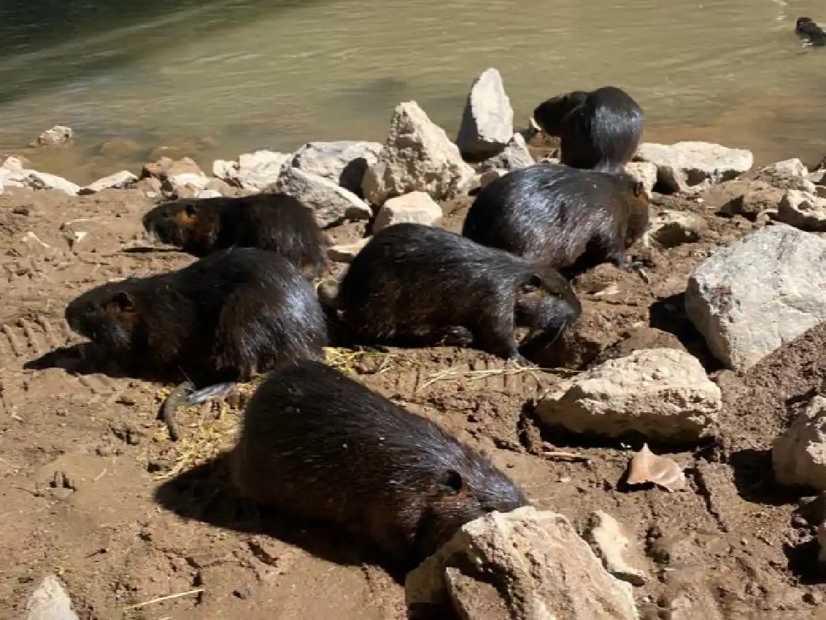 Policía Ambiental liberó nueve coipos en zona rural de Arroyito