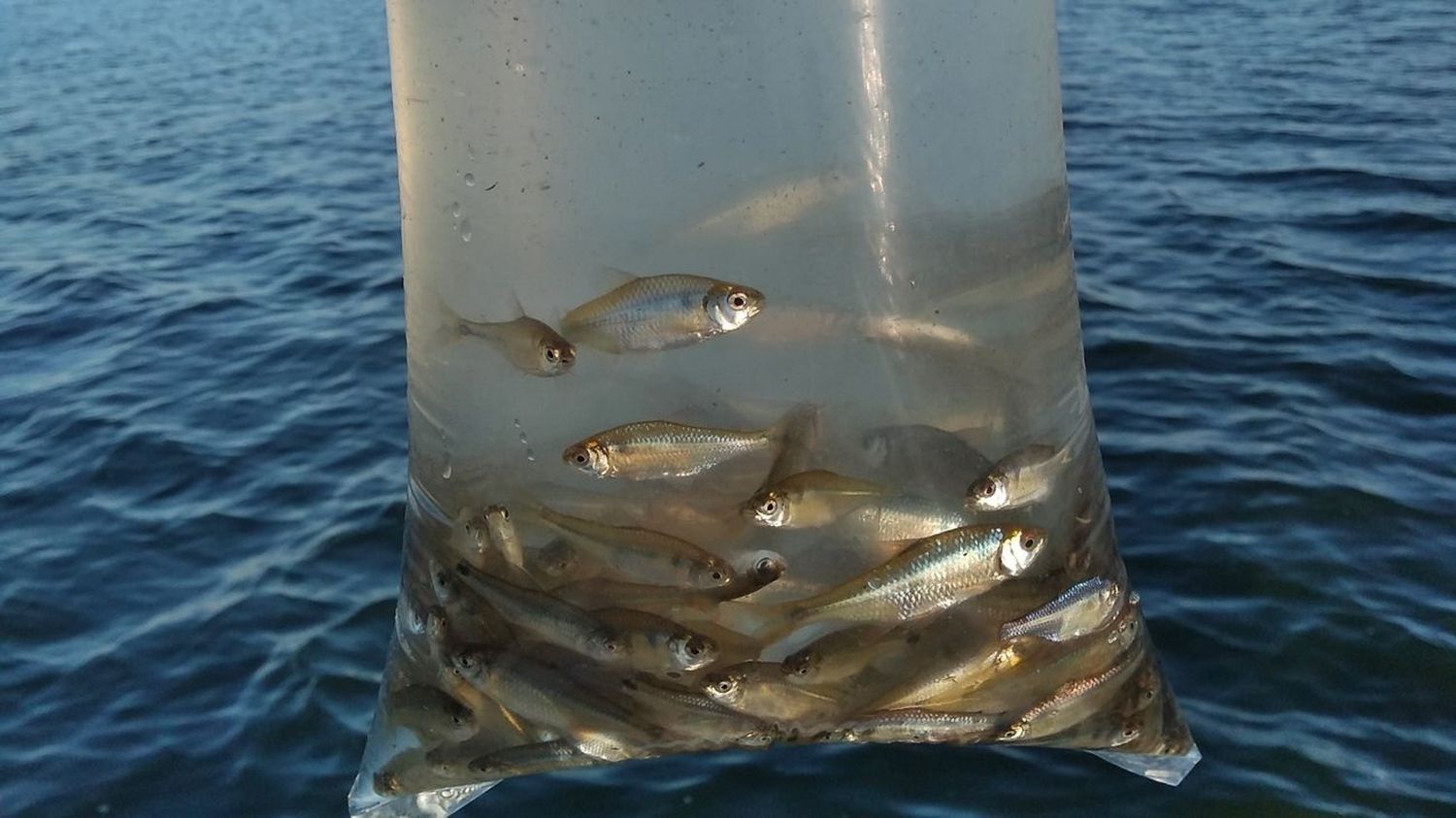 Segunda Pesca Nacional de la Mojarrita