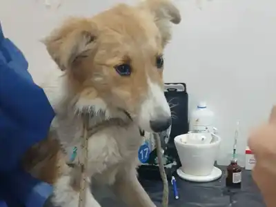 Teodelina tendrá una nueva jornada de castraciones masivas este domingo