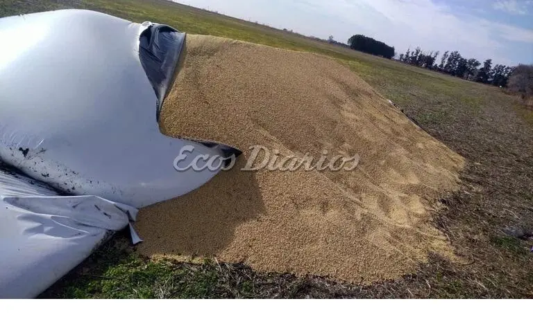 Daños. En silobolsas emplazados en los predios rurales, una constante preocupación