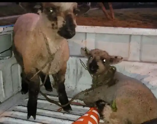 Iba con un cordero al hombro, lo advirtió la policía y quiso fugarse