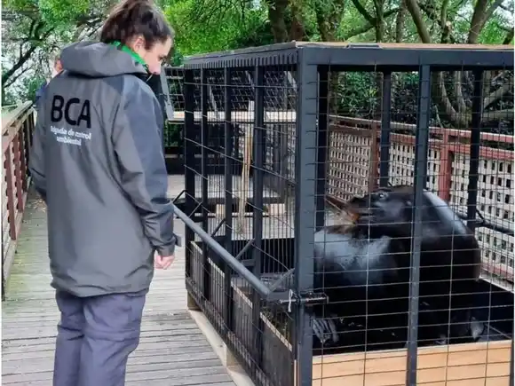 Cinco lobos marinos son trasladados desde el Aquarium de Mar del Plata hacia República Dominicana