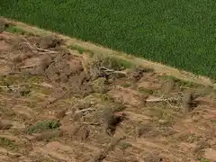 Un fondo internacional para frenar la deforestación: ¿La última esperanza para los bosques?