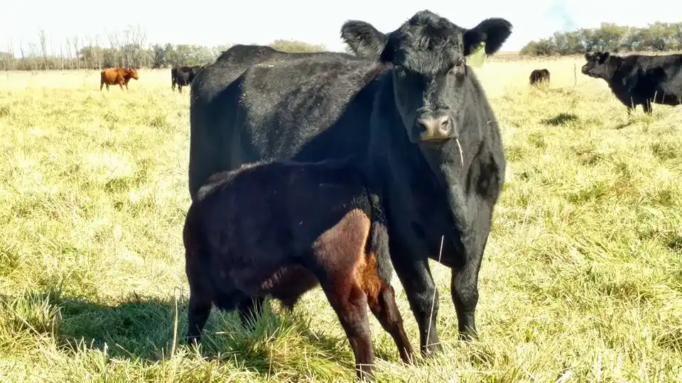 Momento Buenas y Santas, episodio 03: Urgencias rurales