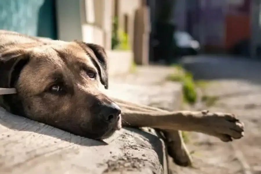 Día Mundial del Perro Adoptado