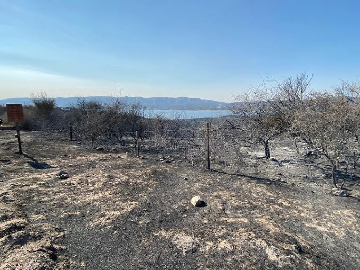 A causa de los incendios los animales salvajes en Pekos murieron