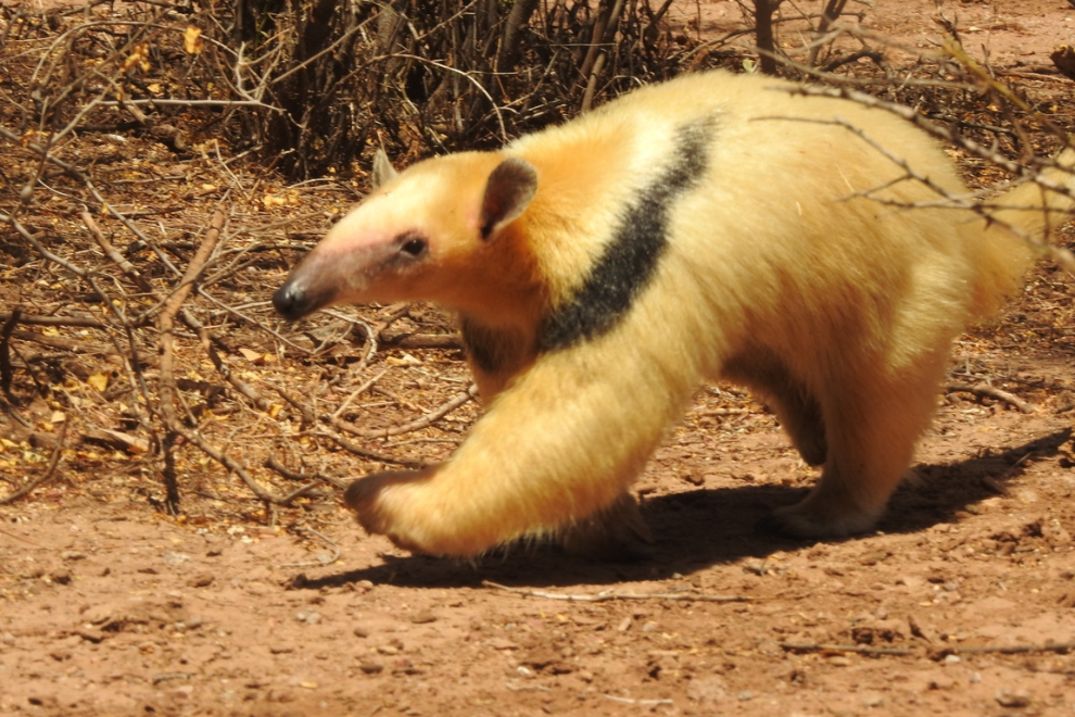 Ejemplar de oso melero