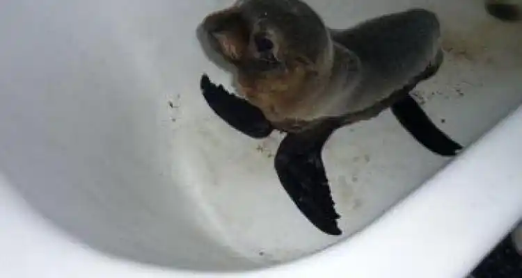 Apareció un lobito de mar