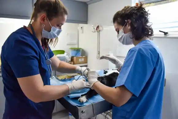 Programa de castración gratuita: continúa el servicio con turnos previos