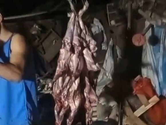 Denuncian matanza ilegal de vizcachas en San Jaime de la Frontera: la especie está protegida por ley